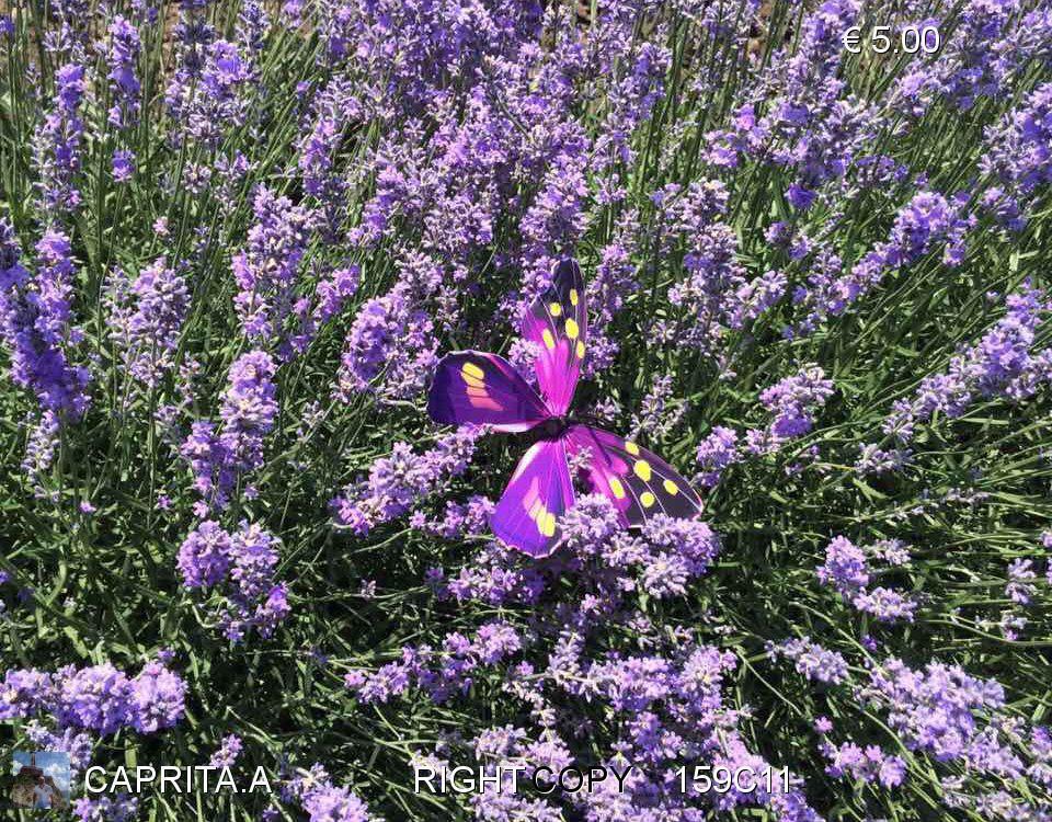 lavanda