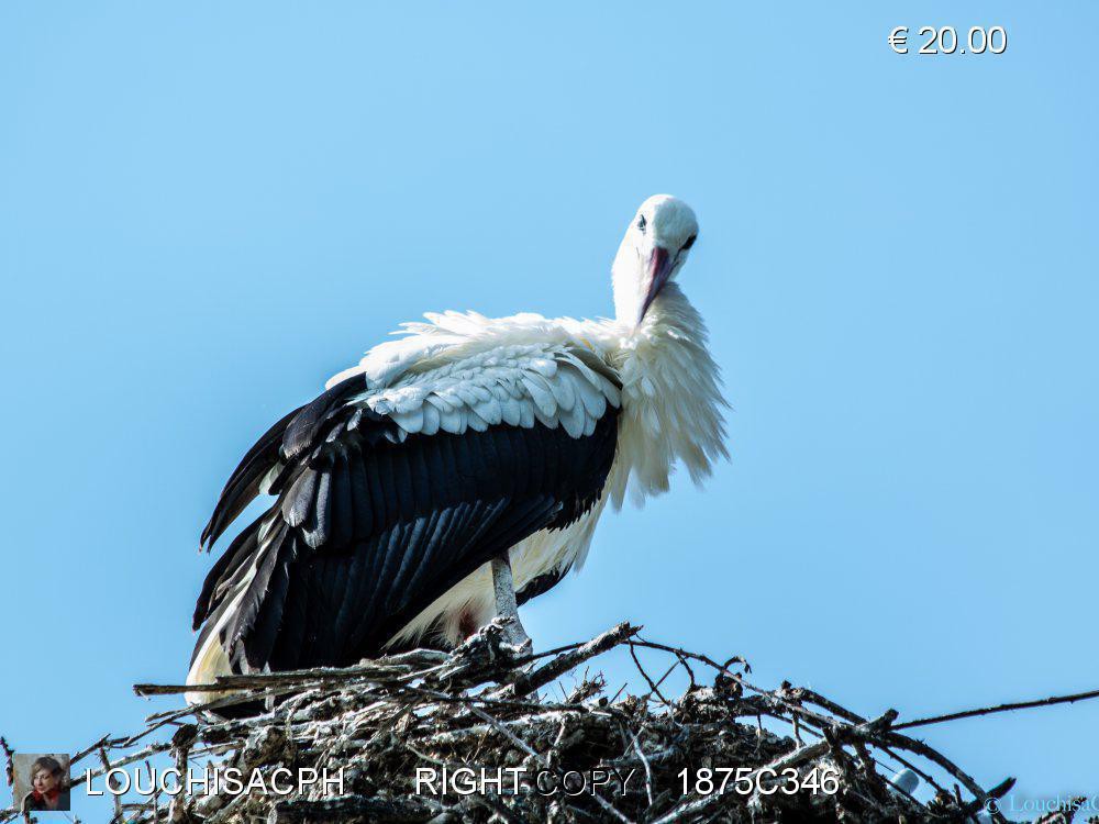 Agosto 2018 - Camargue - Cicogna 