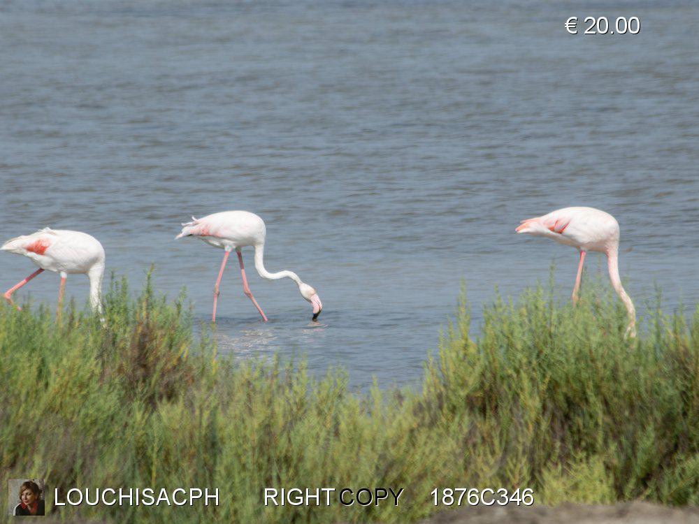 Agosto 2018 - Camargue - Fenicotteri rosa 