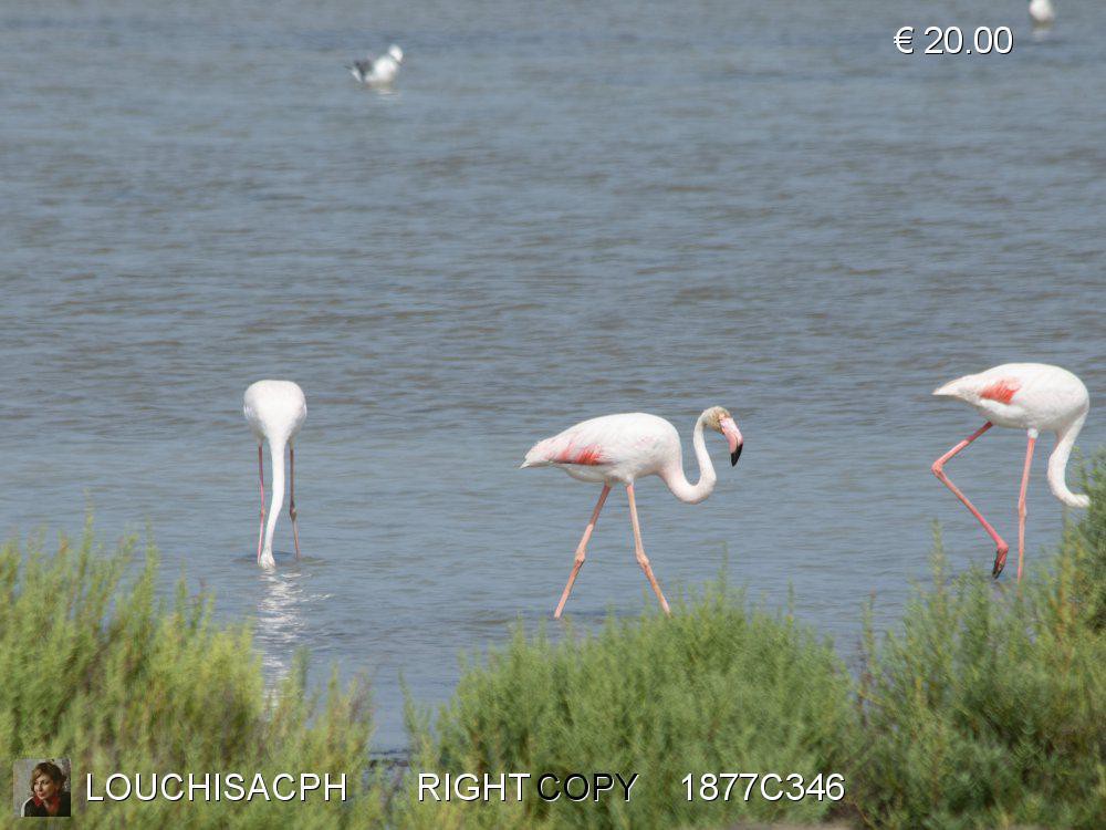 Agosto 2018 - Camargue - Fenicotteri rosa 