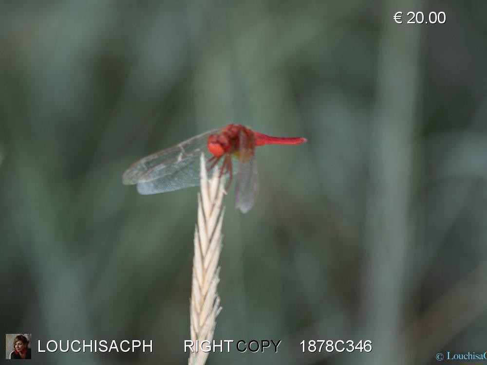 Agosto 2018 - Camargue - Libellula 