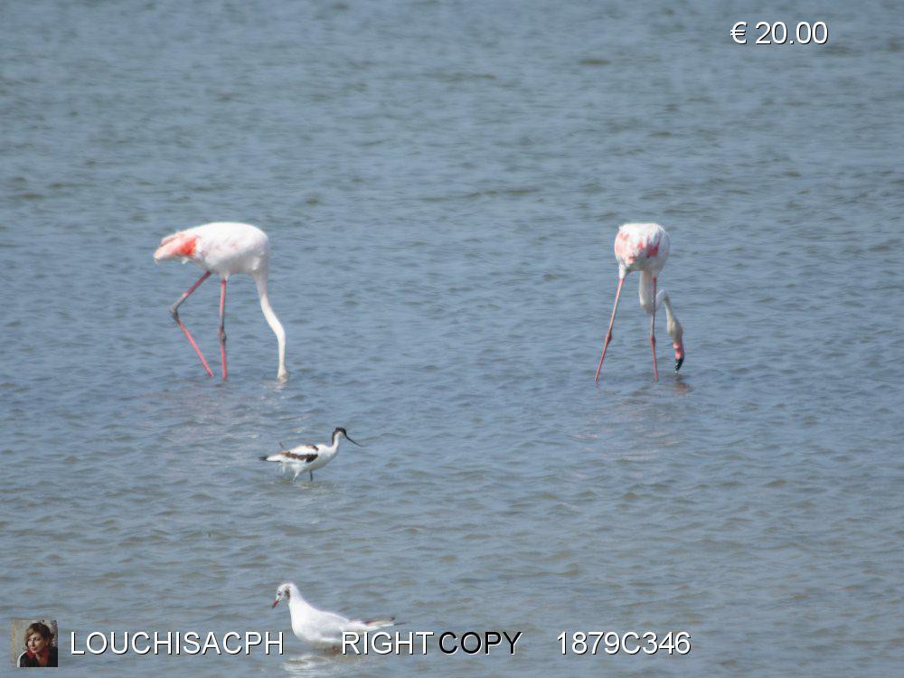 Agosto 2018 - Camargue - Fenicotteri rosa 