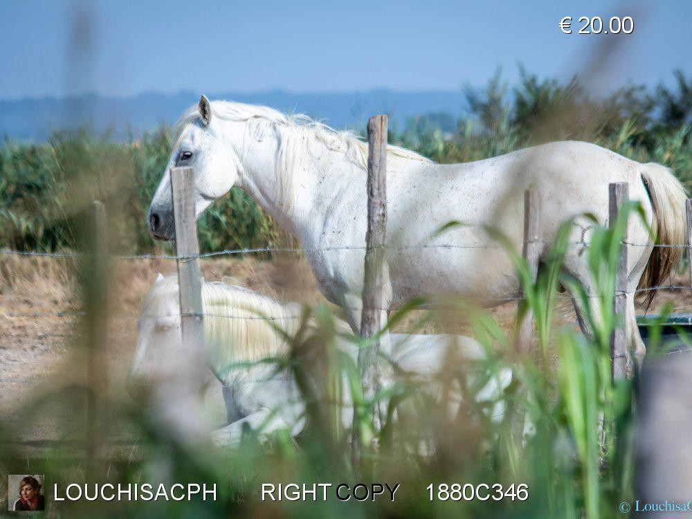 Agosto 2018 - Camargue - Stato brado 