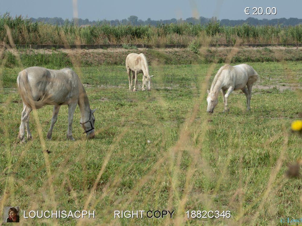 Agosto 2018 - Camargue - Natura e animali 