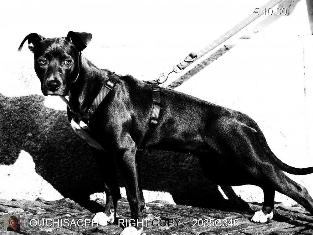 Bergamo - 2018 - Il cane e la sua ombra