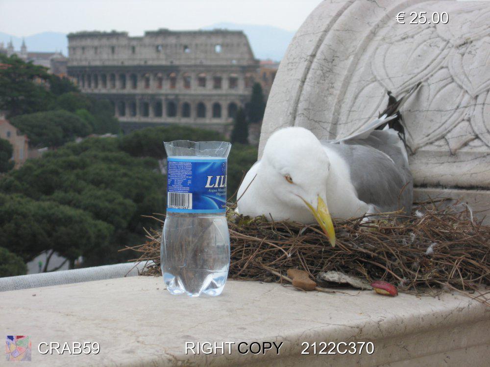 Roma 2004    Questo gabbiano ha deciso di fare il suo nido sul cornicione del 